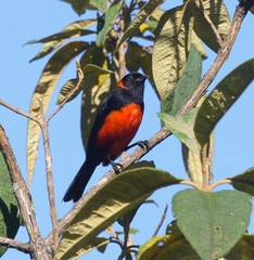 Anisognathus igniventris