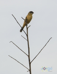 Sporophila morelleti