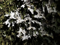 Pseudocyphellaria dissimilis