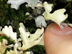 Pseudocyphellaria dissimilis