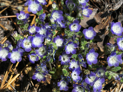 Phacelia davidsonii