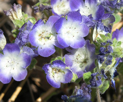 Phacelia davidsonii