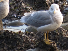 Larus brachyrhynchus