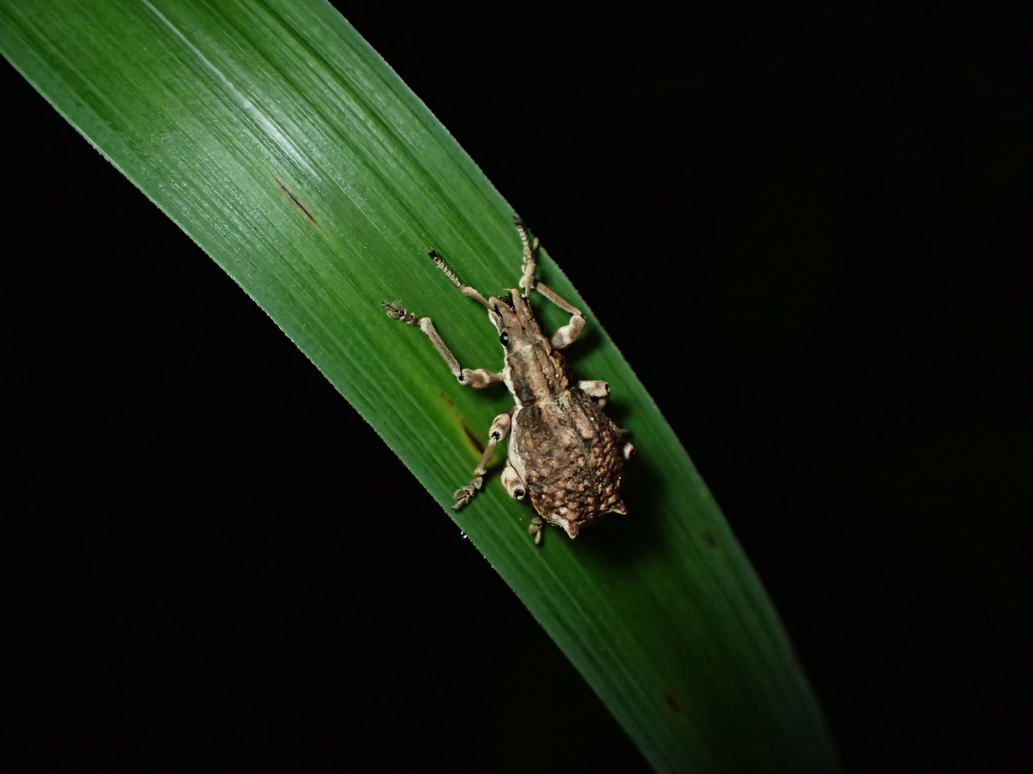 シロコブゾウムシ