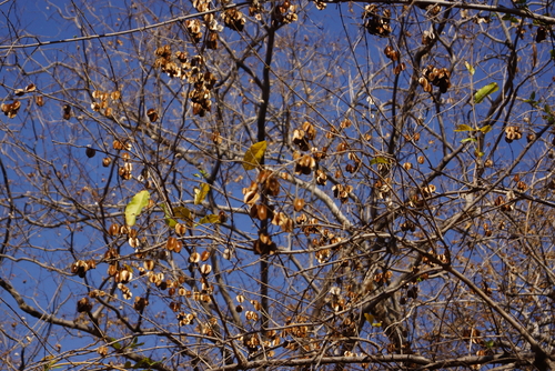 red bushwillow