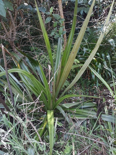 Swamp Astelia (Astelia grandis)