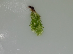 Fissidens asplenioides