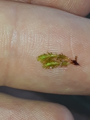 Fissidens asplenioides