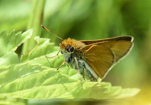 Two-spotted Skipper photo 3