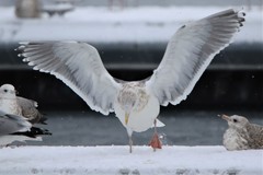 Larus argentatus × marinus