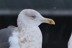 Larus argentatus × marinus