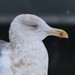 Great Lakes Gull - Photo (c) Brennan Obermayer, some rights reserved (CC BY-NC), uploaded by Brennan Obermayer
