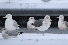 Larus argentatus × marinus