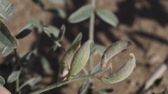 Astragalus aridus