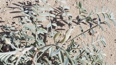 Astragalus aridus