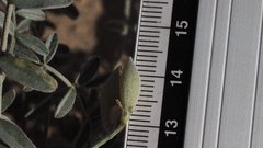 Astragalus aridus
