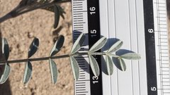 Astragalus aridus
