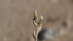 Astragalus aridus