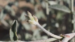 Astragalus aridus