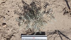 Astragalus aridus