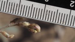 Astragalus aridus