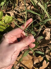 Paspalum pubiflorum
