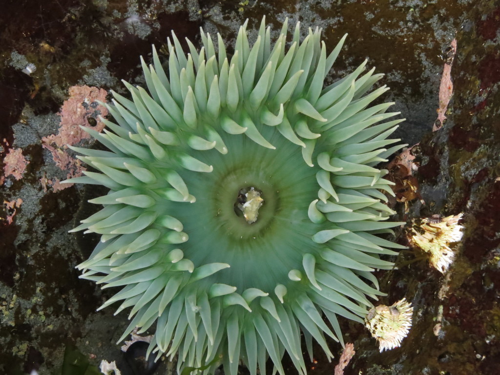 Actiniid Sea Anemones