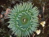 Actiniid Sea Anemones - Photo (c) rolandwirth, some rights reserved (CC BY-NC), uploaded by rolandwirth