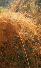 Cuscuta tinctoria