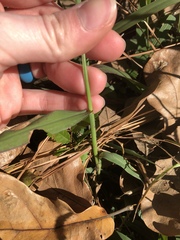 Paspalum pubiflorum