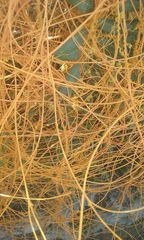 Cuscuta tinctoria