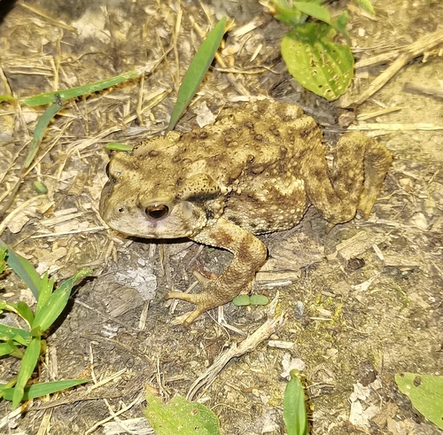 Asiatic Toad