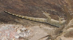 Phyllodactylus