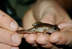 Gran Sabana Thin-Toed Frog photo 1