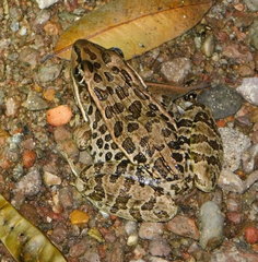 Lithobates magnaocularis
