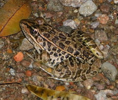 Lithobates magnaocularis
