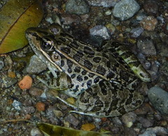 Lithobates magnaocularis