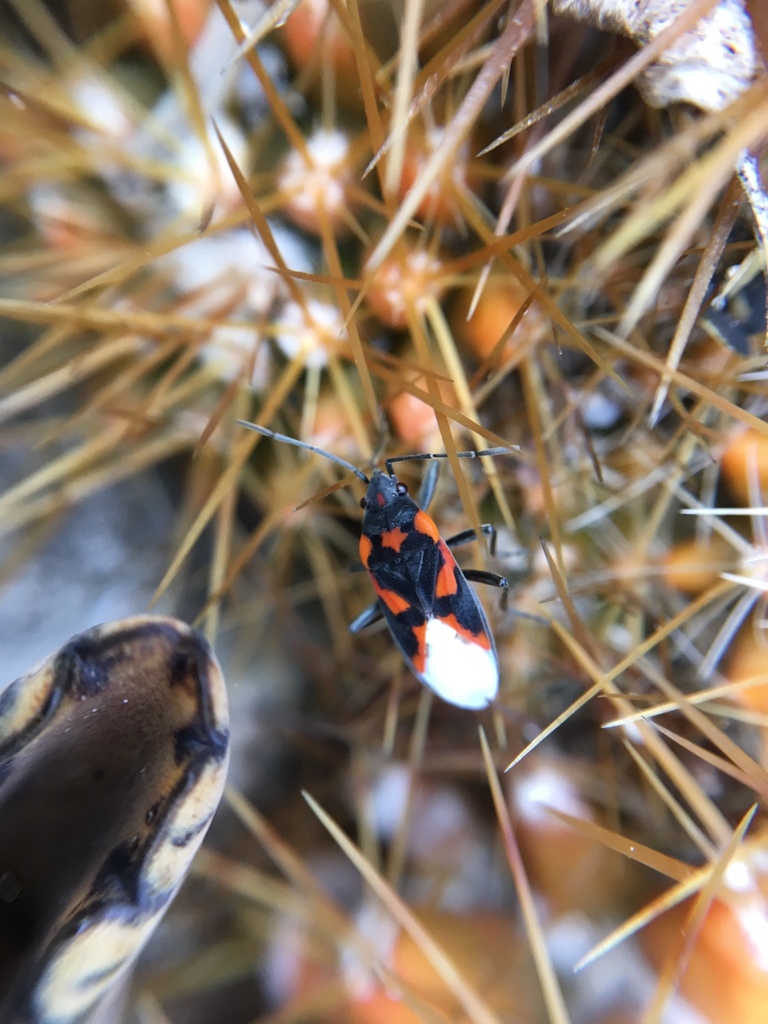 Lygaeus bahamensis