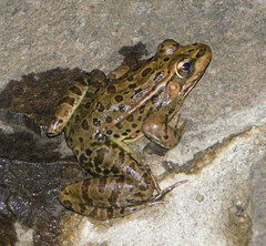 Lithobates magnaocularis