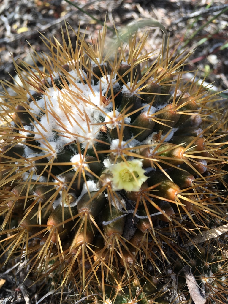 woolly nipple cactus (Mammillaria nivosa)  iNaturalist