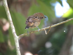 Thamnophilus atrinucha