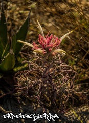 Castilleja sessiliflora