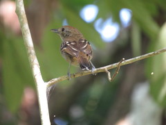 Thamnophilus atrinucha