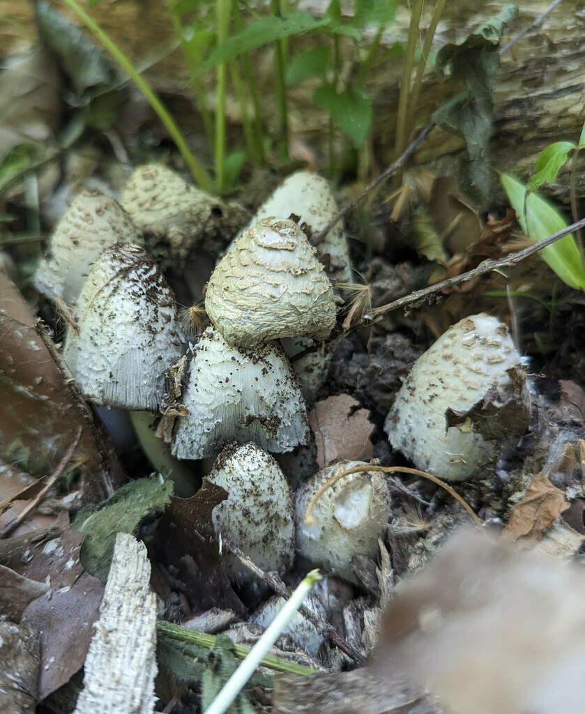 Coprinopsis sect. Picaceae from Hannon's Camp America, College Corner