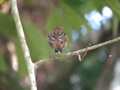 Thamnophilus atrinucha