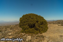 Juniperus flaccida flaccida