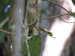 Thamnophilus atrinucha