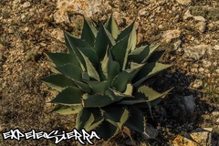 Agave ovatifolia