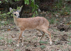 Sharpe's Grysbok photo 5