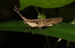 Desmoptera truncatipennis
